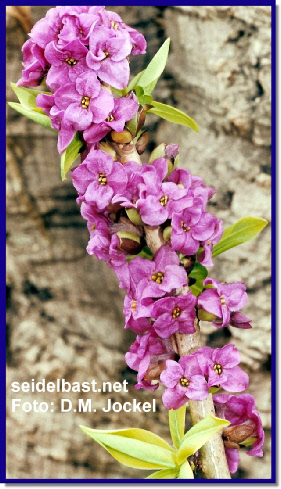 Daphne mezereum, Seidelbast blühender Zweig