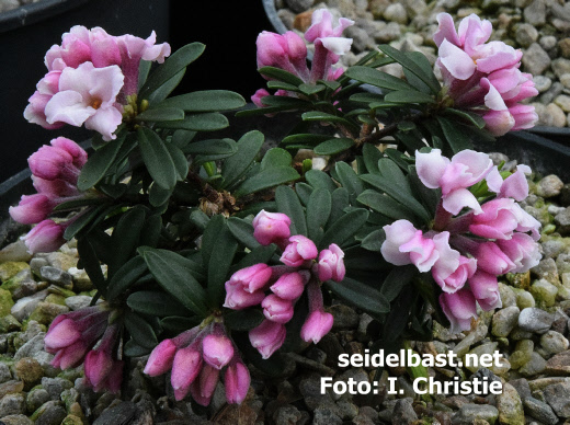 pinkish flower buds of Daphne ‘Kelsey Ann’