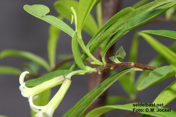 Daphne longilobata, terminal inflorescence becomes lateral when the new shoot starts growing, 'langlappiger Seidelbast'