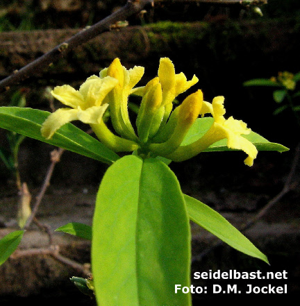 typical curved calyx-tubes of Daphne gemmata also known as Wikstroemia gemmata, 'juwelenbesetzter Seidelbast'