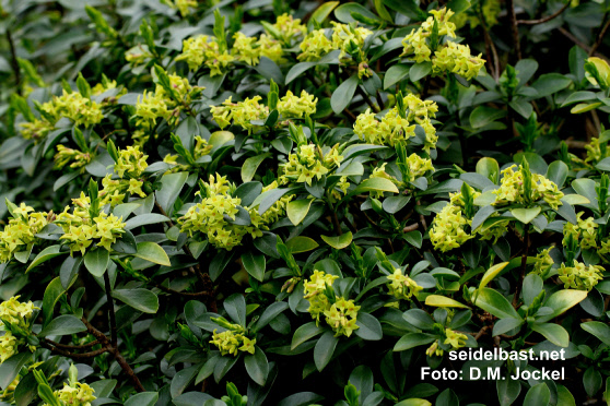 view into a rich flowering Daphne pontica hybrid, a