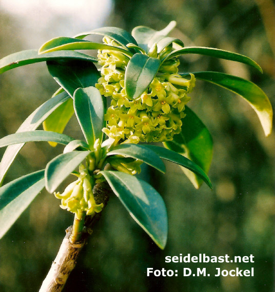 Daphne laureola subsp. philippi blossoms Daphne laureola subsp. philippi blossoms, 'Lorbeer Seidelbast'