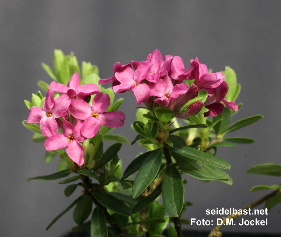 Daphne x ‘Zdenek Seibert’ intense coloured blossoms