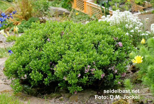 after flowering - new growth on Daphne x ‘Vogelsangbachtal’