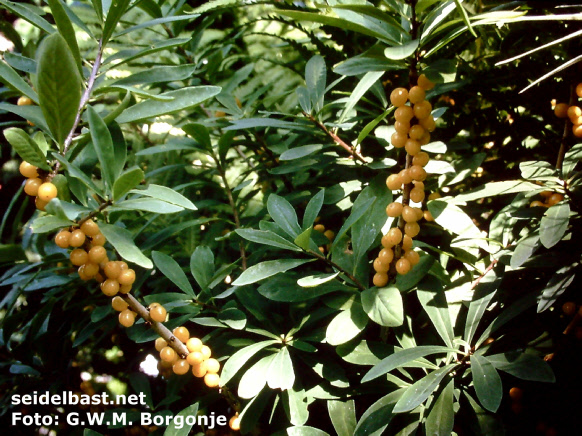 Daphne mezereum 'Alba', yellow fruits, 'gewöhnlicher Seidelbast'