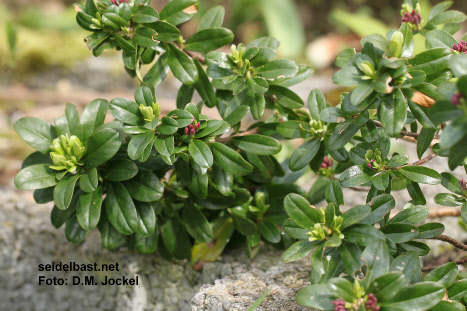 Daphne x ‘Rosy Wave’ shoots of a young shrub