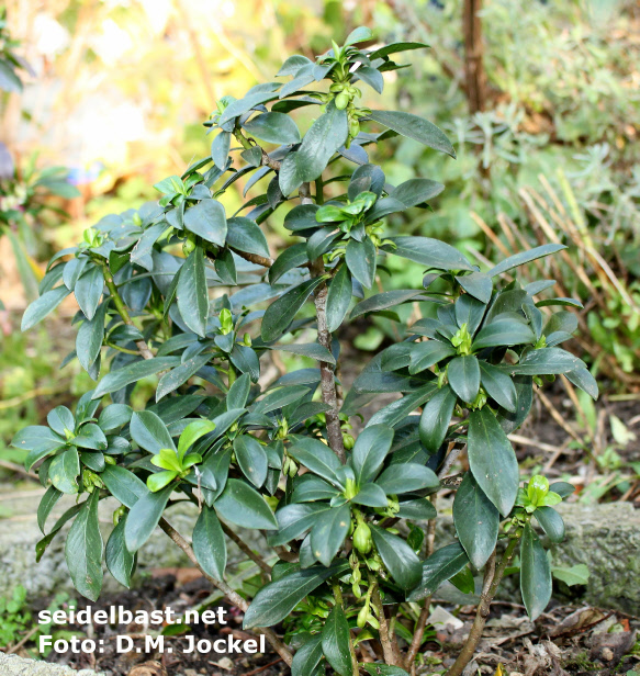 Daphne laureola "Margaret Mathew", young shrub Daphne laureola "Margaret Mathew", young shrub, 'Lorbeer Seidelbast'