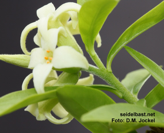 sympodial growth of Daphne acutiloba, 'spitzlappiger Seidelbast'
