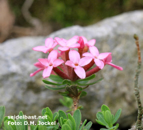 inflorescence of Daphne velenovskyi, 'Velenovskys Seidelbast'