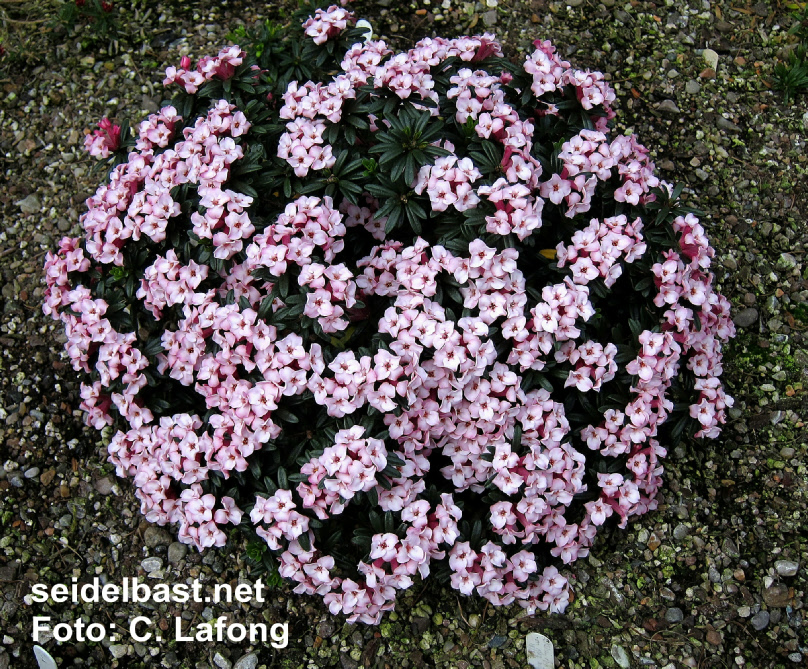 beautiful and rich flowering Daphne x ‘Bonnie Glen’