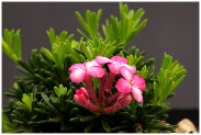 Daphne petraea 'Lydora' flowers close-up, 'Felsen-Seidelbast'
