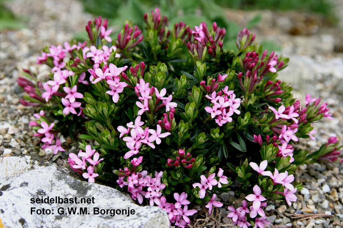 Daphne x schlyteri ‘Lovisa Maria’, Schlyters Seidelbast