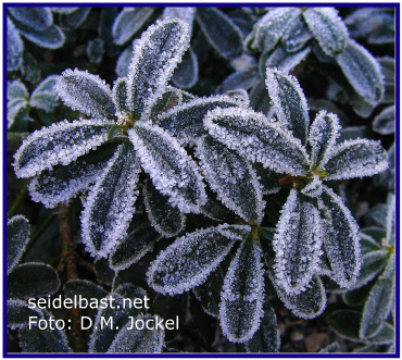 hoarfrost on leaves of Daphne x medfordensis, 'Medford Seidelbast'