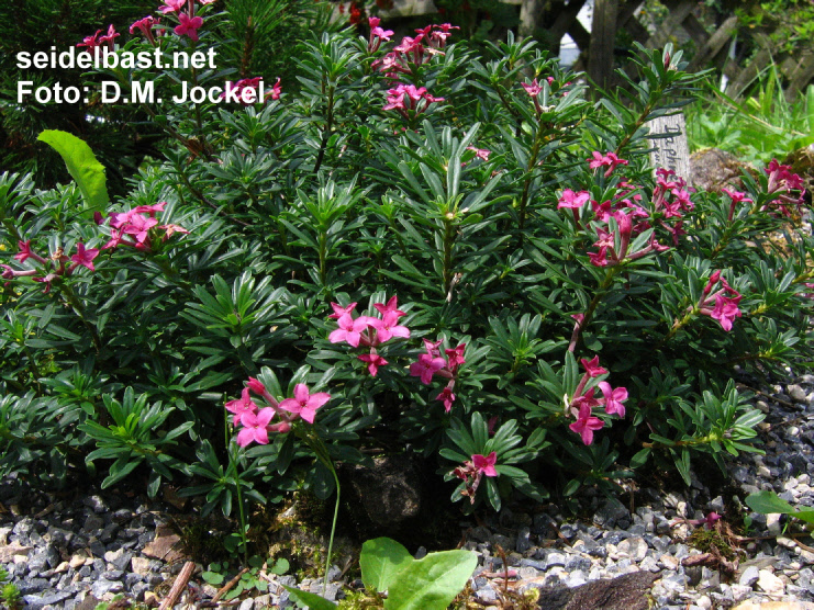 Daphne x schlyteri ‘Leon Doyen’ shrub, Schlyters Seidelbast