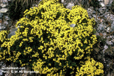 Daphne aurantiaca var. calcicola, Yunnan, China, -'orangefarbener Seidelbast'-