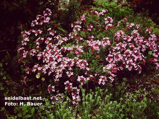 Daphne cneorum ‘Major’, Rosmarin-Seidelbast