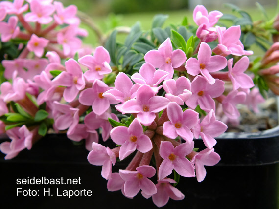 Daphne cneorum ‘Lac des Gloriettes’, Rosmarin-Seidelbast