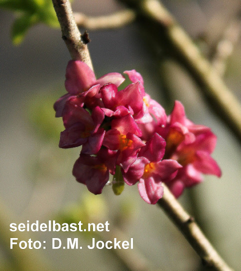 older blossoms of Daphne x ‘Winter-Glow’ turned intensive red