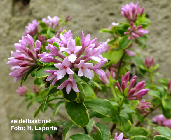 Daphne x mantensiana ‘Audrey Vockins’, 'Mantens Seidelbast'