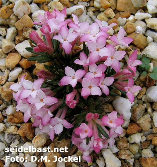 Daphne petraea ‘Punchinello’, 'FelsenSeidelbast'