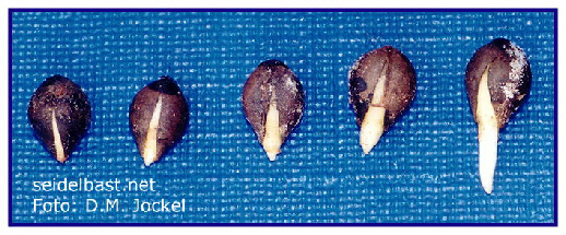 wachsende Radicula von Daphne giraldii Samen, Keimungsbeginn, 'Giraldis Seidelbast'