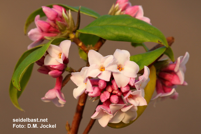 inflorescence of Daphne bholua ‘Jacqueline Postill’