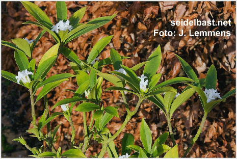 flowering shoots of Daphne sureil