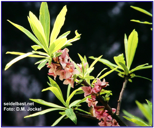 Daphne mezereum, Seidelbast mit blühendem Zweig in der Frühlingssonnenschein