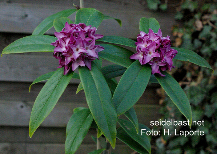 Daphne bholua ‘Peter Smithers’ Daphne bholua ‘Peter Smithers’