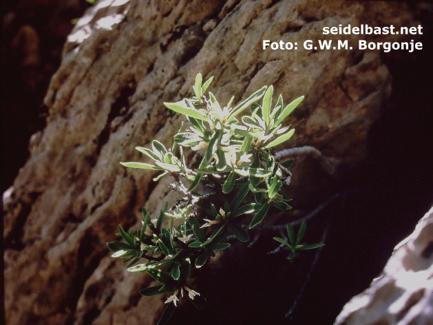 Daphne alpina -Alpen-Seidelbast- in rock crevice at Esteng, Pyrenees, France