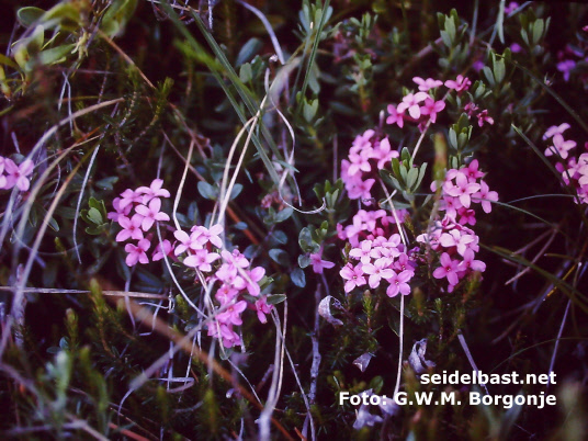 Daphne cneorum at Monte Baldo, Italy, Rosmarin-Seidelbast