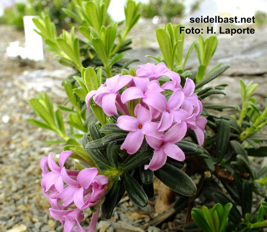 Daphne arbuscula ‘Wetter’, 'Bäumchen-Seidelbast'