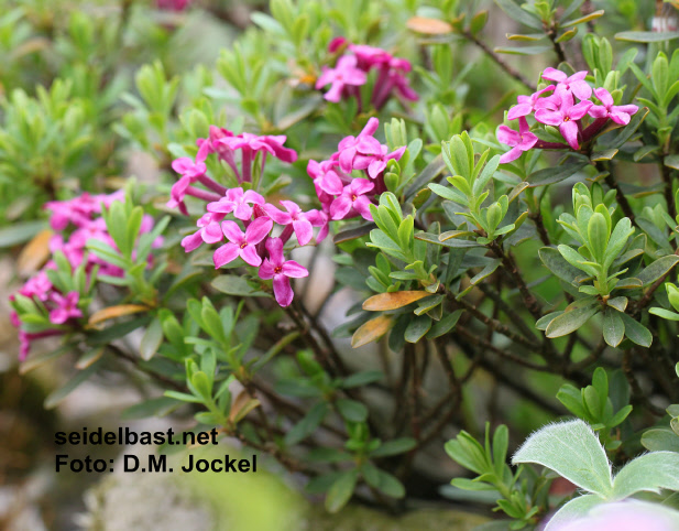 flowering unnamed shrub of the same cross started suffering and the flower colour becomes paler