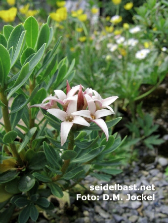 Daphne kosaninii blossoms