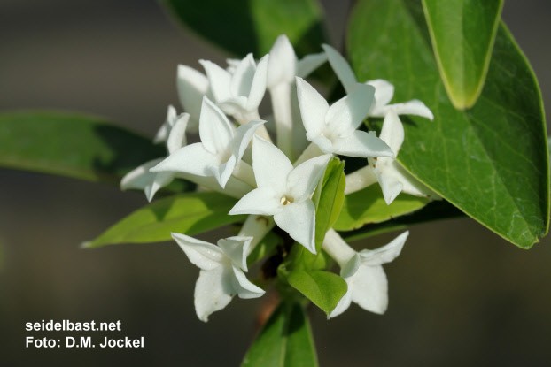 Daphne x ‘White Queen’ inflorescence close-up