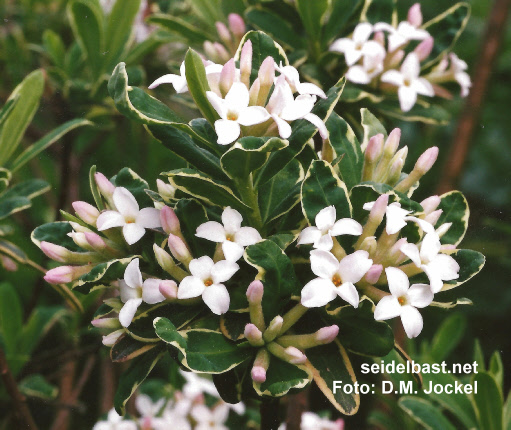 Daphne x burkwoodii ‘Carol Mackie’ inflorescences, 'Burkwoods Seidelbast'