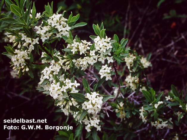 flowering Daphne altaica branch - Altai Mts. near border to Mongolia, China, -Altai-Seidelbast-