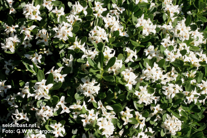 Daphne oleoides var. glandulosa, 'ölbaumähnlicher Seidelbast'