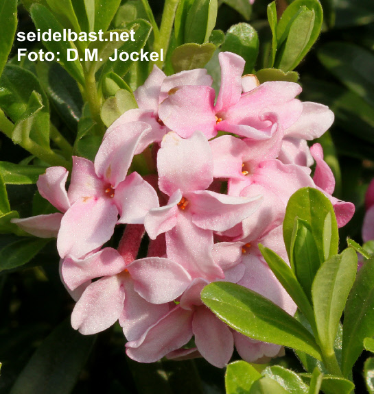 Daphne x ‘Vogelsangbachtal’ blossoms close-up