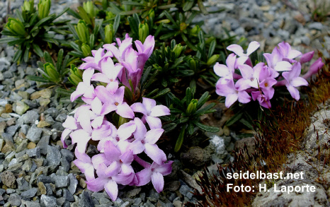 Daphne arbuscula ‘Muran Pinackle’, 'Bäumchen-Seidelbast'