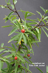 orange-red fruits of Daphne DJHC 98164