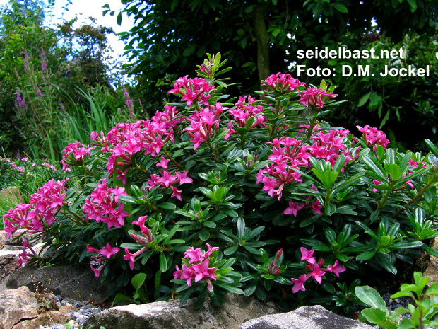 Daphne x ‘Red Pearl’  flowering, Seidelbast-'Rote Perle'