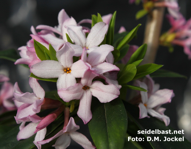 Daphne wolongensis, blossoms close-up, 'Wolong Seidelbast'