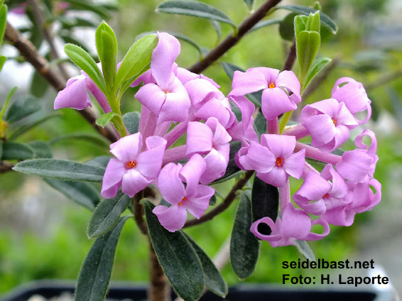 Daphne woronowii flowers close-up, 'Woronows Seidelbast'