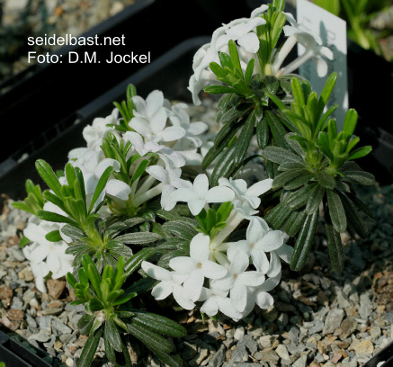 Daphne arbuscula forma albiflora, 'Bäumchen-Seidelbast'