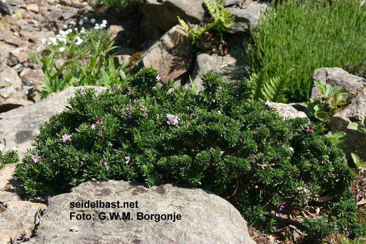 Daphne x schlyteri ‘Hans Bauer’ shrub, Schlyters Seidelbast