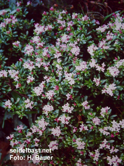 Daphne x napolitana ‘Bramdean’, 'neapolitanischer Seidelbast'