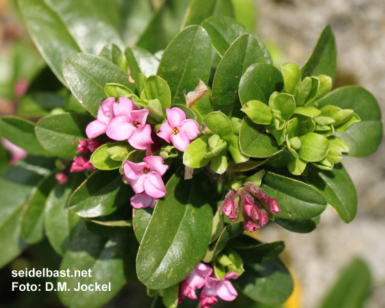 Daphne x ‘Rosy Wave’ flowering branch