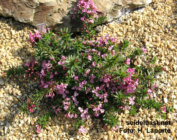 Daphne x whiteorum ‘Beauworth’, 'White's Seidelbast'