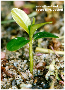 Daphne pontica, developing seedling 5 Daphne pontica, developing seedling 5
